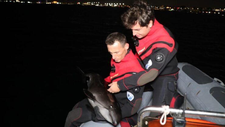 Haliç’ten Alibey Deresi’ne Sürüklenen Yavru Yunus Kurtarıldı