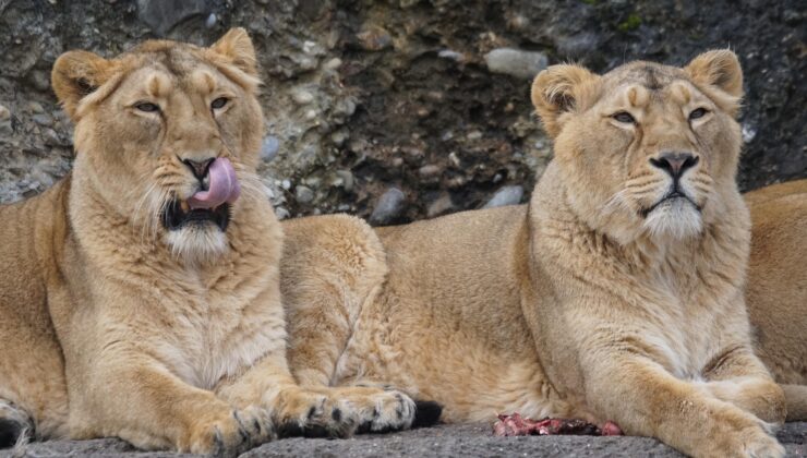 Japonya’da Hayvanat Bahçesinde 3 Aslan Sıcak Çarpması Şüphesiyle Öldü